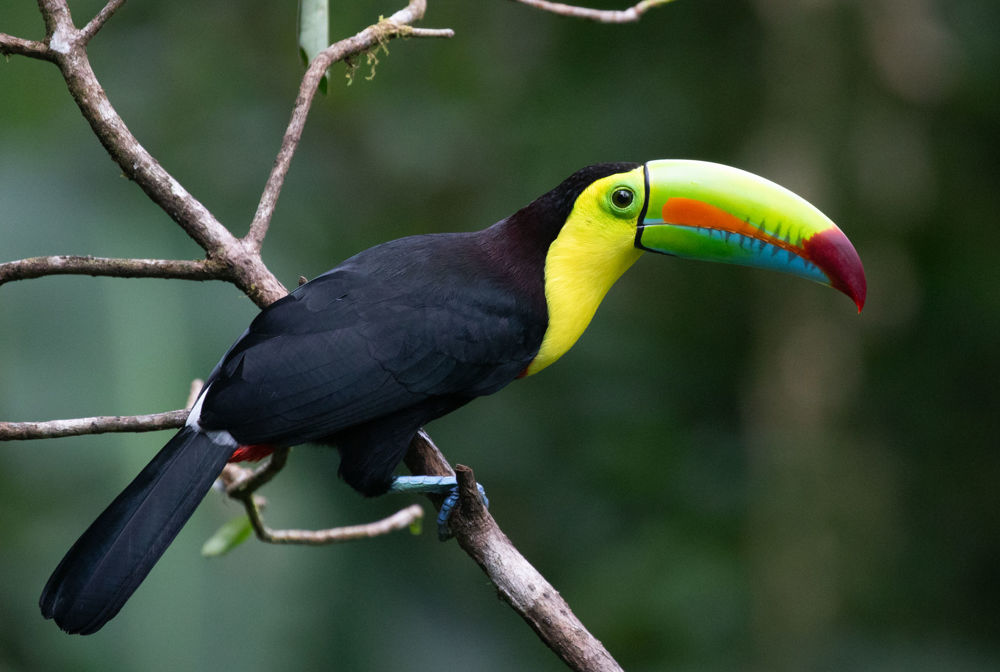 Keel-billed Toucan